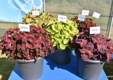 Floranova's Mezmerize Series consists of five late-flowering leaf begonias that are very heat tolerant. The varieties do well in both sun and shade.